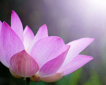 Close-up of pink water lily