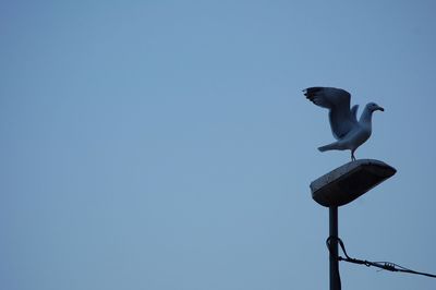 Low angle view of seagull perching against clear blue sky