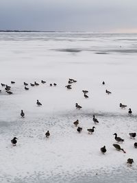 Flock of birds in water during winter