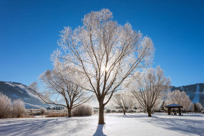 Hoarfrost clings to the trees on a winter morning in jackson hole, wyoming.