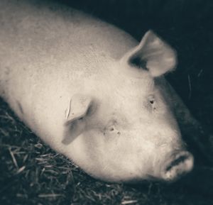 Close-up of dog lying down