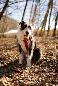 Portrait of dog running in forest