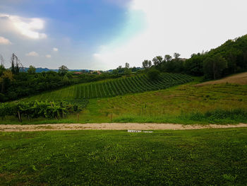 Scenic view of agricultural field against sky