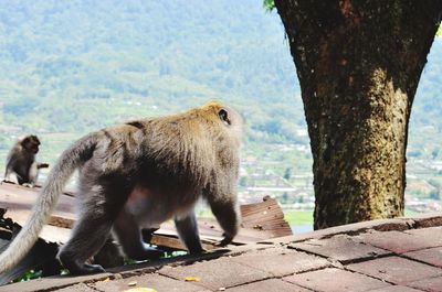 Monkey on tree trunk