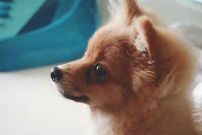 Close-up of a dog looking away