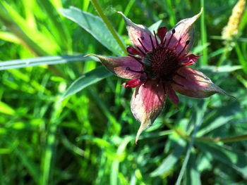 Close-up of pink flower