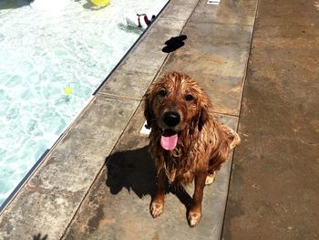 High angle view of dog on floor by swimming pool