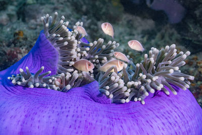 Close-up of coral in sea