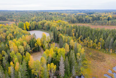 Scenic view of trees in forest