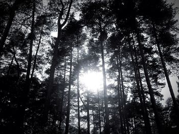 Low angle view of trees in forest