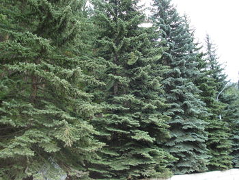 Low angle view of trees in forest