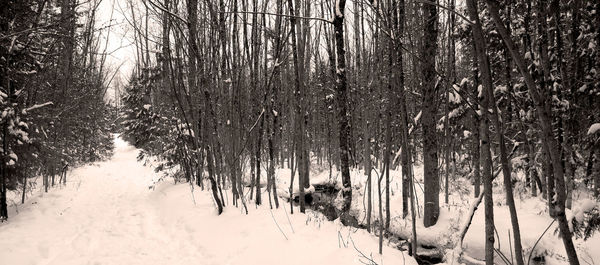 Bare trees in snow covered landscape