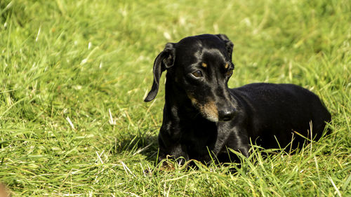 Black dog lying on grass