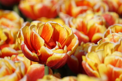 Full frame shot of orange flowers