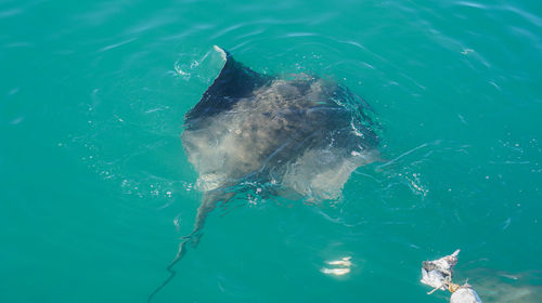 High angle view of turtle swimming in sea