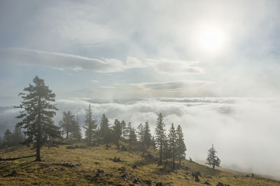 Scenic view of forest against sky