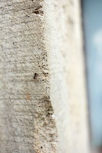 Close-up of insect on wall