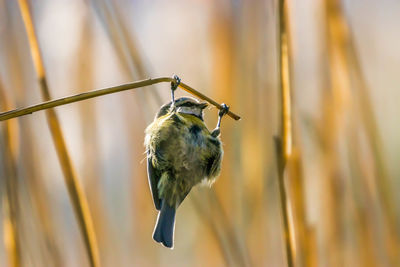 Close-up of bird perching on branch