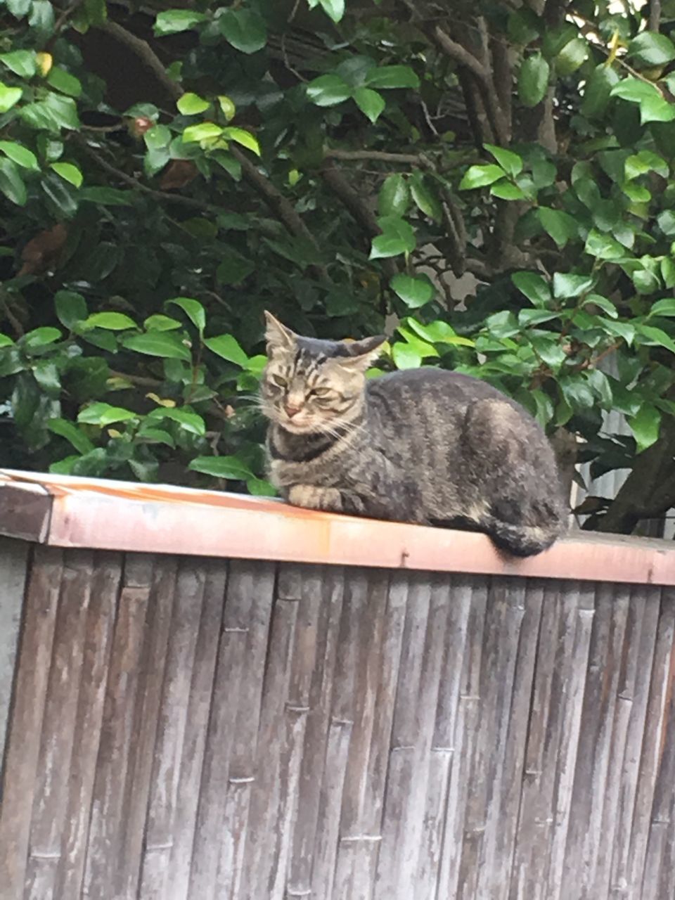 domestic cat, cat, one animal, pets, animal themes, mammal, domestic animals, feline, relaxation, plant, sitting, whisker, portrait, looking at camera, resting, potted plant, lying down, front or back yard, leaf