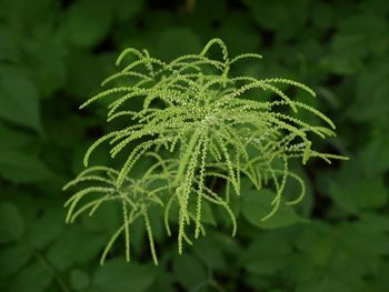 Close-up of fern leaves