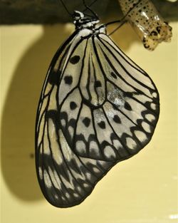 Close-up of butterfly on leaf