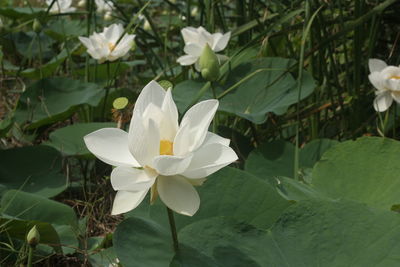 Close-up of white flowering plant