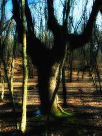 View of bare trees in the forest