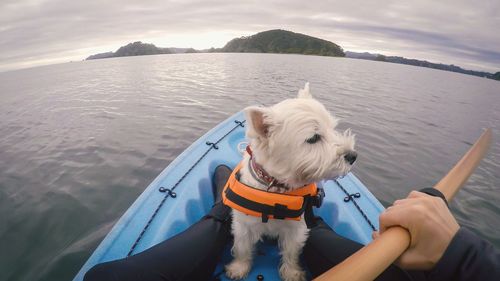 Close-up of dog on boat in sea against sky