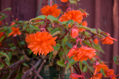 Close-up of orange flowers blooming outdoors