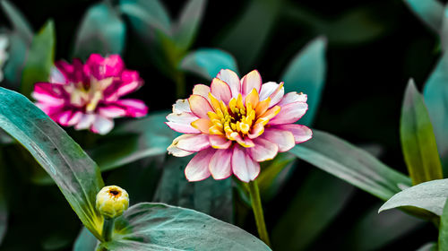 Close-up of pink flowering plant