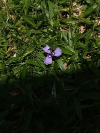 High angle view of purple flowers blooming outdoors