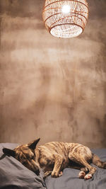 Sleeping dog in front of wall under wooden lamp