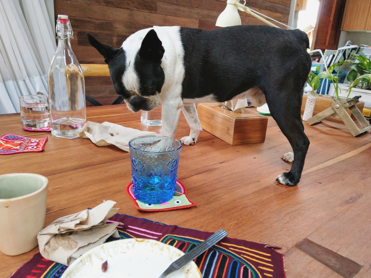 Dog on dinner table