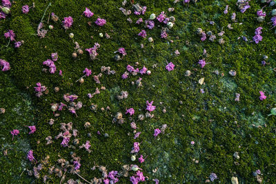 High angle view of pink flowering plants on land