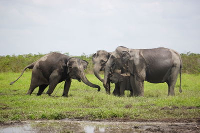 Elephant in a field