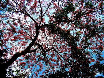 Low angle view of flower tree against sky