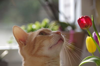 Close-up of cat on flower
