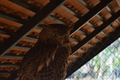 Low angle view of owl in cage