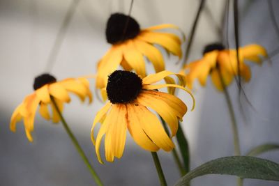 Close-up of yellow flower