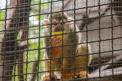 Close-up of bird in cage