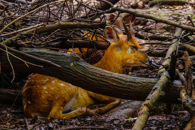 Close-up face of a deer in the zoo