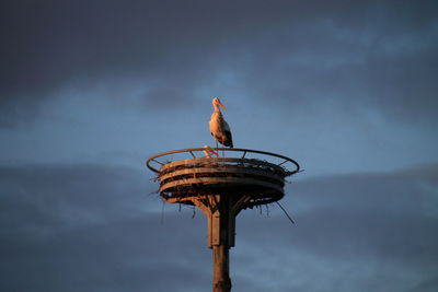 Low angle view of stork against sky