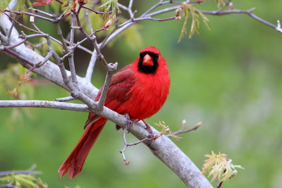 Close-up of bird perching on branch