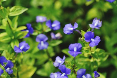 Close-up of purple flowering plants