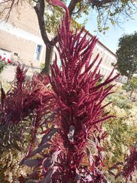 Low angle view of flowering tree by building against sky