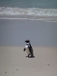 View of penguin on beach