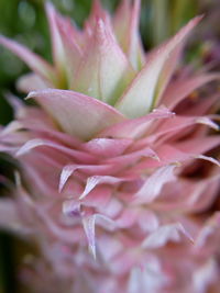 Close-up of pink rose flower