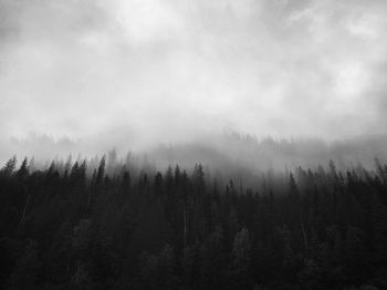 Scenic view of forest against sky during foggy weather