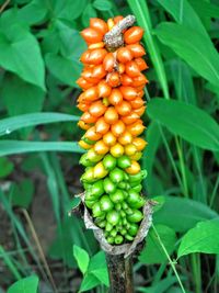 Close-up of fruit growing on tree