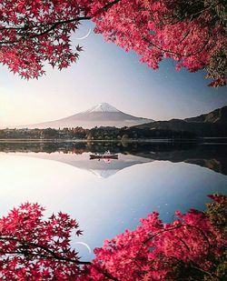 View of cherry tree with lake in background